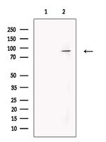 MEFV Antibody in Western Blot (WB)