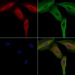 SIK3 Antibody in Immunocytochemistry (ICC/IF)