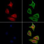 RAB11FIP1 Antibody in Immunocytochemistry (ICC/IF)