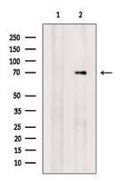 RAB11FIP5 Antibody in Western Blot (WB)