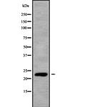 RALB Antibody in Western Blot (WB)