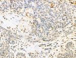 RBM3 Antibody in Immunohistochemistry (Paraffin) (IHC (P))