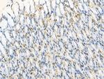 RBM3 Antibody in Immunohistochemistry (Paraffin) (IHC (P))