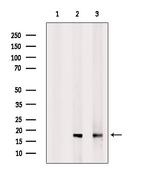 RBM3 Antibody in Western Blot (WB)