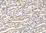 RBPMS Antibody in Immunohistochemistry (Paraffin) (IHC (P))