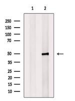 RGMA Antibody in Western Blot (WB)