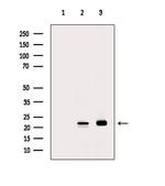 RHOA Antibody in Western Blot (WB)