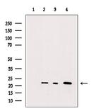 RHOA Antibody in Western Blot (WB)