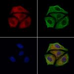 RPS29 Antibody in Immunocytochemistry (ICC/IF)