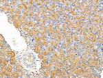 RPS29 Antibody in Immunohistochemistry (Paraffin) (IHC (P))