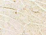 RPS29 Antibody in Immunohistochemistry (Paraffin) (IHC (P))