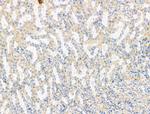 RPS29 Antibody in Immunohistochemistry (Paraffin) (IHC (P))