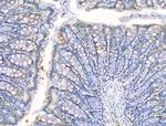 RPS29 Antibody in Immunohistochemistry (Paraffin) (IHC (P))