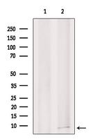 RPS29 Antibody in Western Blot (WB)