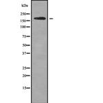 ROBO1 Antibody in Western Blot (WB)