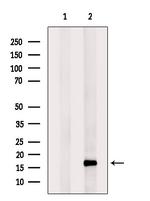 RPS16 Antibody in Western Blot (WB)