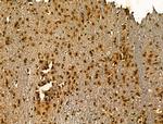 SRSF2 Antibody in Immunohistochemistry (Paraffin) (IHC (P))