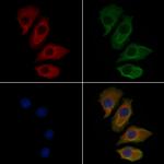 SCARF1 Antibody in Immunocytochemistry (ICC/IF)