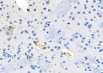 SCARF1 Antibody in Immunohistochemistry (Paraffin) (IHC (P))