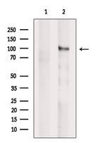 SEMA4B Antibody in Western Blot (WB)