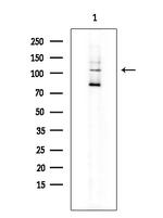 SEMA4B Antibody in Western Blot (WB)