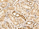 ARTS Antibody in Immunohistochemistry (Paraffin) (IHC (P))