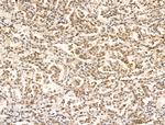 ARTS Antibody in Immunohistochemistry (Paraffin) (IHC (P))