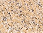 ARTS Antibody in Immunohistochemistry (Paraffin) (IHC (P))