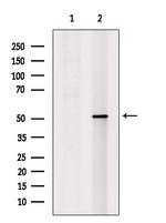 ARTS Antibody in Western Blot (WB)