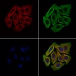 SERPINF2 Antibody in Immunocytochemistry (ICC/IF)