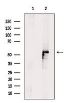 SERPINF2 Antibody in Western Blot (WB)