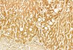 SESN2 Antibody in Immunohistochemistry (Paraffin) (IHC (P))