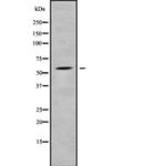 SFRS12 Antibody in Western Blot (WB)