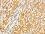 SHANK3 Antibody in Immunohistochemistry (Paraffin) (IHC (P))