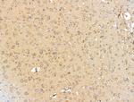 SHANK3 Antibody in Immunohistochemistry (Paraffin) (IHC (P))