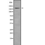 SHANK3 Antibody in Western Blot (WB)