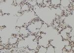 SHP-1 Antibody in Immunohistochemistry (Paraffin) (IHC (P))