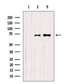 SHP-1 Antibody in Western Blot (WB)