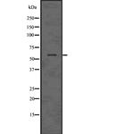 MAPKAP1 Antibody in Western Blot (WB)