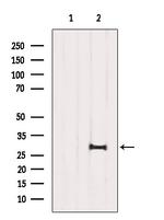 SIRT3 Antibody in Western Blot (WB)