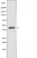 SIRT3 Antibody in Western Blot (WB)