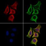 SLC16A8 Antibody in Immunocytochemistry (ICC/IF)