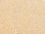 SLC16A8 Antibody in Immunohistochemistry (Paraffin) (IHC (P))