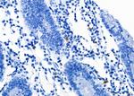 SLC7A5 Antibody in Immunohistochemistry (Paraffin) (IHC (P))