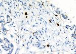 SLC7A5 Antibody in Immunohistochemistry (Paraffin) (IHC (P))