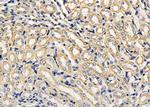 Nhe-1 Antibody in Immunohistochemistry (Paraffin) (IHC (P))