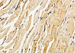 Nhe-1 Antibody in Immunohistochemistry (Paraffin) (IHC (P))