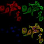 Nhe-1 Antibody in Immunocytochemistry (ICC/IF)