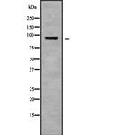 Nhe-1 Antibody in Western Blot (WB)