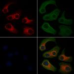 SLIRP Antibody in Immunocytochemistry (ICC/IF)